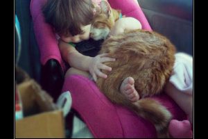gatito tierno