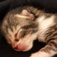 gato recién nacido