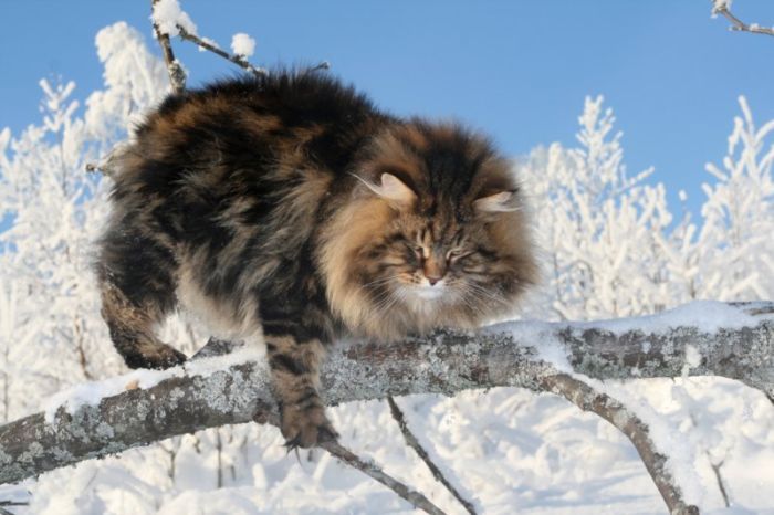 gato siberiano