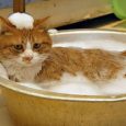 como bañar un gato