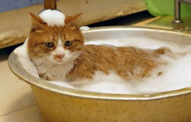 como bañar un gato