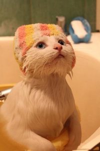 como bañar un gato2