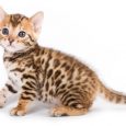 gato bengalí