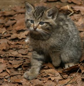 gato montés ibérico