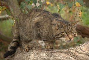 gato montés ibérico