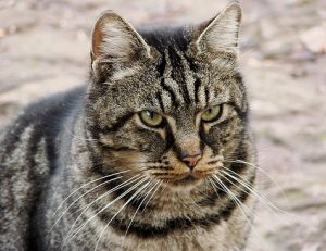 gato montés ibérico