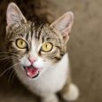 por qué maúllan los gatos