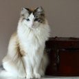 Gato ragdoll