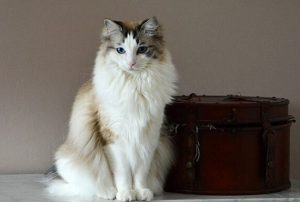 Gato ragdoll