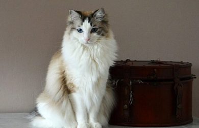 Gato ragdoll