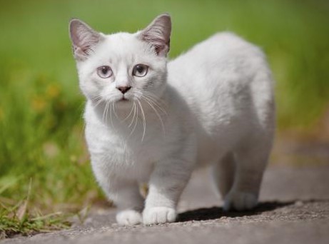 Gatos de raza pequeña