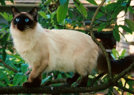 gato Balinés
