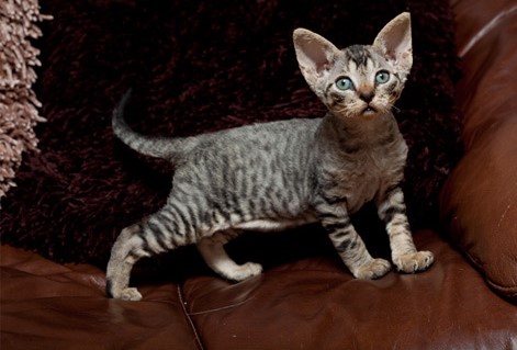 gato Devon rex