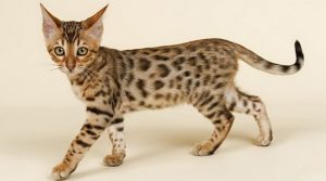 gato ashera