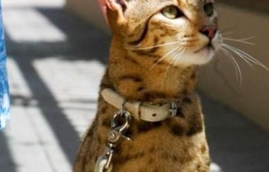 gato ashera