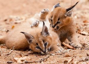 gato caracal