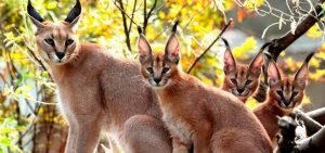 gato caracal