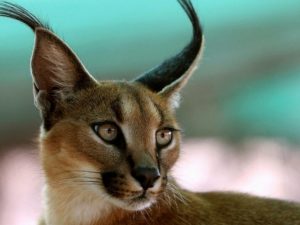 gato caracal