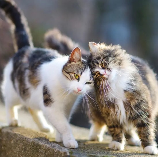 Cuánto Tarda Un Gato en Volver a Casa