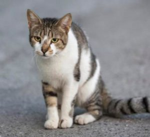 Cuánto Tarda Un Gato en Volver a Casa