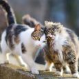 Cuánto Tarda Un Gato en Volver a Casa