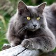 Gato Nebelung