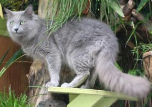 Gato Nebelung