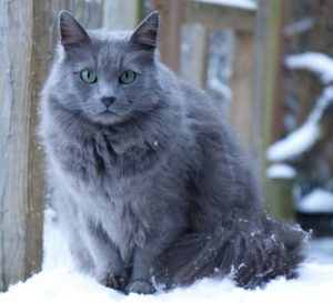 Gato Nebelung