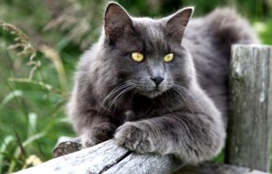 Gato Nebelung