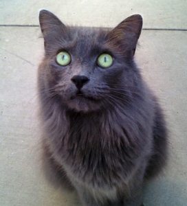 Gato Nebelung