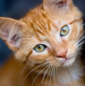 Para Qué Sirven Los Bigotes de Un Gato