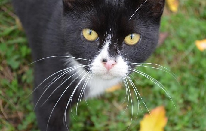 Para Qué Sirven Los Bigotes de Un Gato