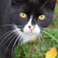 Para Qué Sirven Los Bigotes de Un Gato