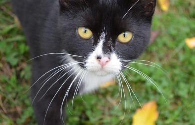 Para Qué Sirven Los Bigotes de Un Gato