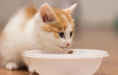 Qué Comen Los Gatos Pequeños