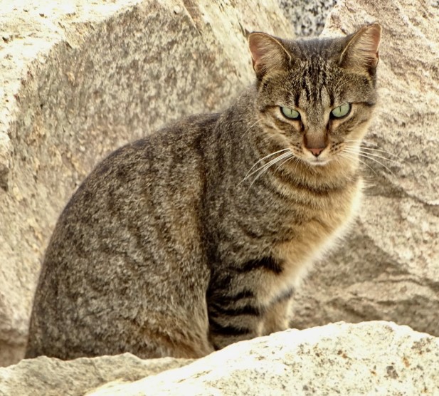 Un Gato Tabby Encima De Una Columna Que Se Siente Como Un Rey Foto de stock y más banco de imágenes de Aire libre