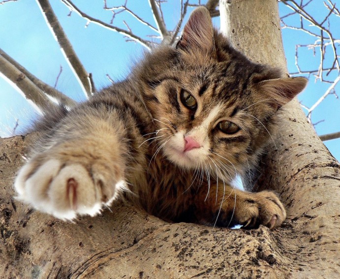 media de vida de un gato